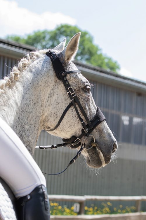 Gator Cavaletti Contour Belt — White Gold – Ostler Equestrian