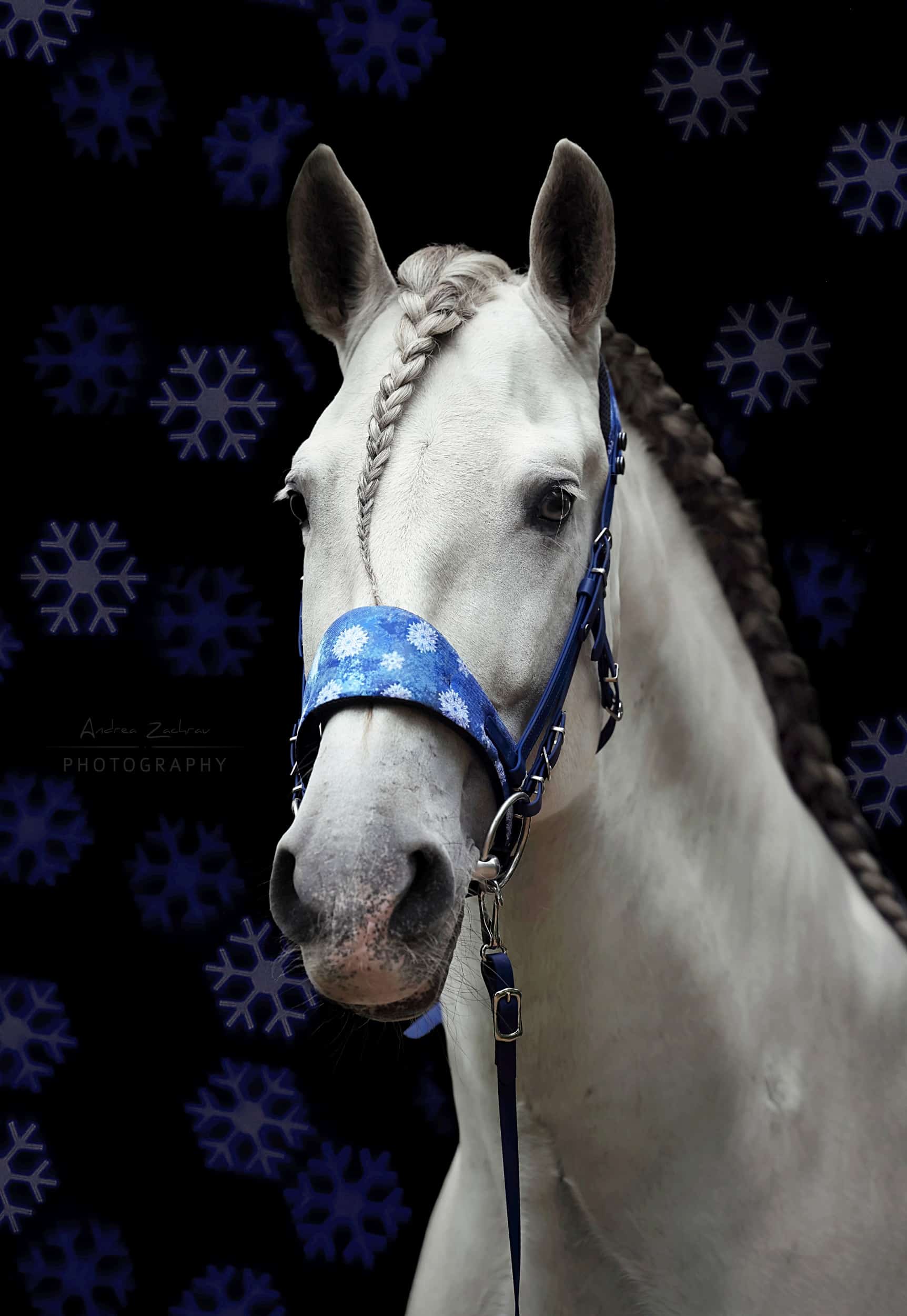 Gator Cavaletti Contour Belt — White Gold – Ostler Equestrian